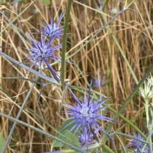 Eryngium ovinum at Pialligo, ACT - 13 Jan 2022