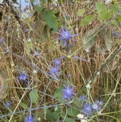 Eryngium ovinum at Pialligo, ACT - 13 Jan 2022