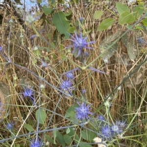 Eryngium ovinum at Pialligo, ACT - 13 Jan 2022