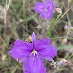 Thysanotus tuberosus (Common Fringe-lily) at Campbell Park Woodland - 13 Jan 2022 by Brad