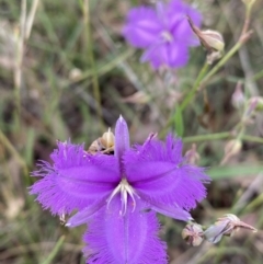 Thysanotus tuberosus (Common Fringe-lily) at Campbell Park Woodland - 12 Jan 2022 by Brad