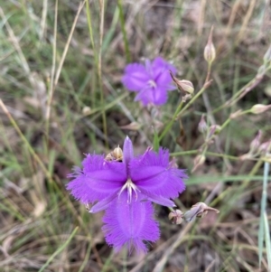 Thysanotus tuberosus at Pialligo, ACT - 13 Jan 2022 10:44 AM