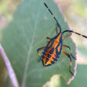 Amorbus sp. (genus) at Googong, NSW - 13 Jan 2022