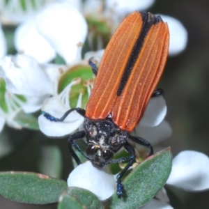 Castiarina nasuta at Cotter River, ACT - 13 Jan 2022 01:36 PM