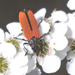 Castiarina nasuta at Cotter River, ACT - 13 Jan 2022 01:36 PM