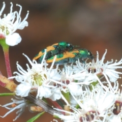 Castiarina hilaris (A jewel beetle) at Cotter River, ACT - 13 Jan 2022 by Harrisi