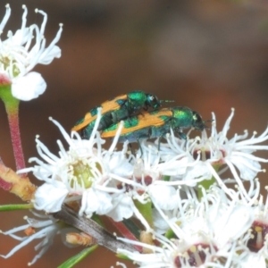 Castiarina hilaris at Cotter River, ACT - 13 Jan 2022 03:17 PM