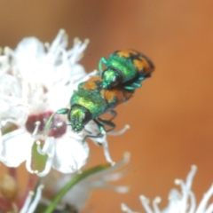 Castiarina hilaris at Cotter River, ACT - 13 Jan 2022 03:17 PM