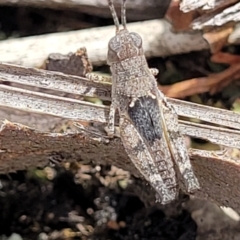 Acrididae sp. (family) (Unidentified Grasshopper) at Stromlo, ACT - 14 Jan 2022 by trevorpreston