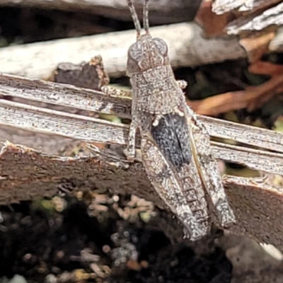 Acrididae sp. (family) (Unidentified Grasshopper) at Stromlo, ACT - 13 Jan 2022 by tpreston