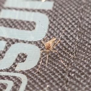 Aedes sp. (genus) at Stromlo, ACT - 14 Jan 2022