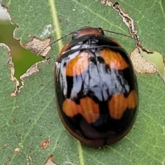 Paropsisterna beata at Stromlo, ACT - 14 Jan 2022