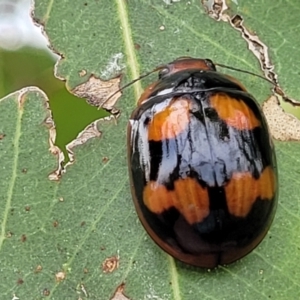 Paropsisterna beata at Stromlo, ACT - 14 Jan 2022