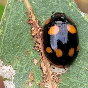 Paropsisterna beata at Stromlo, ACT - 14 Jan 2022