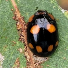 Paropsisterna beata at Stromlo, ACT - 14 Jan 2022 11:50 AM