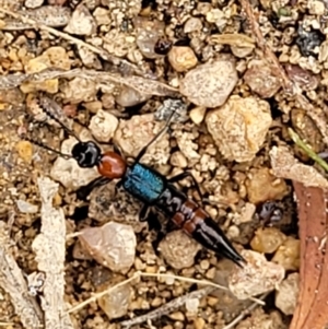 Paederus sp. (genus) at Stromlo, ACT - 14 Jan 2022 11:49 AM