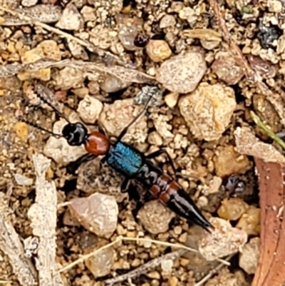 Paederus sp. (genus) (Whiplash rove beetle) at Stromlo, ACT - 14 Jan 2022 by trevorpreston