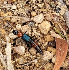 Paederus sp. (genus) at Stromlo, ACT - 14 Jan 2022