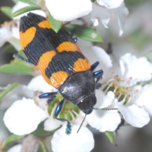 Castiarina thomsoni at Cotter River, ACT - 13 Jan 2022