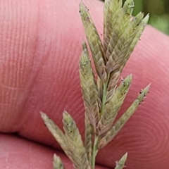 Eragrostis elongata (Clustered Lovegrass) at Block 402 - 14 Jan 2022 by trevorpreston