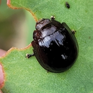 Paropsisterna agricola at Stromlo, ACT - 14 Jan 2022