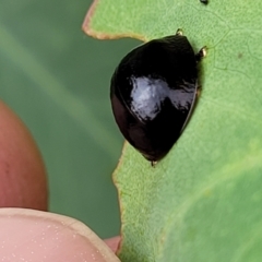 Paropsisterna agricola at Stromlo, ACT - 14 Jan 2022 11:44 AM