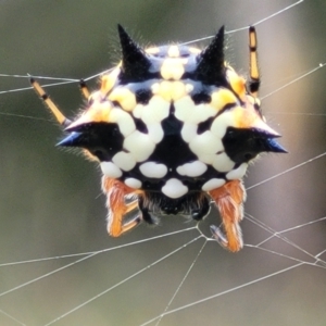 Austracantha minax at Stromlo, ACT - 14 Jan 2022