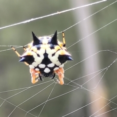 Austracantha minax at Stromlo, ACT - 14 Jan 2022