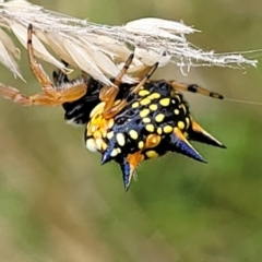 Austracantha minax at Stromlo, ACT - 14 Jan 2022