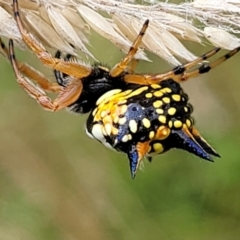 Austracantha minax at Stromlo, ACT - 14 Jan 2022