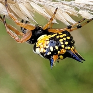 Austracantha minax at Stromlo, ACT - 14 Jan 2022