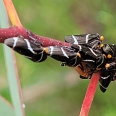 Eurymeloides bicincta at Stromlo, ACT - 14 Jan 2022