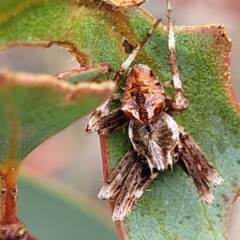 Backobourkia sp. (genus) (An orb weaver) at Stromlo, ACT - 14 Jan 2022 by tpreston