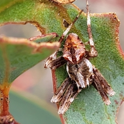 Backobourkia (genus) (An orb weaver) at Stromlo, ACT - 14 Jan 2022 by trevorpreston