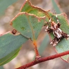 Backobourkia sp. (genus) at Stromlo, ACT - 14 Jan 2022