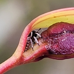 Pentatomoidea (superfamily) at Stromlo, ACT - 14 Jan 2022