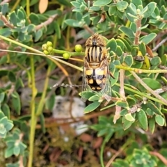 Eristalinus punctulatus (Golden Native Drone Fly) at Stromlo, ACT - 14 Jan 2022 by trevorpreston