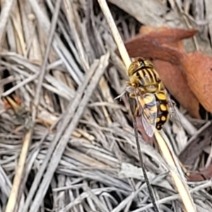 Eristalinus punctulatus at Stromlo, ACT - 14 Jan 2022 11:30 AM