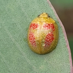 Paropsisterna fastidiosa at Stromlo, ACT - 14 Jan 2022