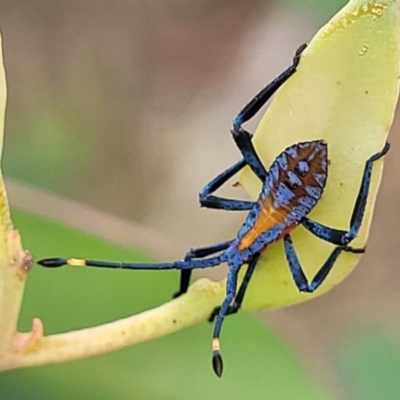 Amorbus (genus) (Eucalyptus Tip bug) at Stromlo, ACT - 14 Jan 2022 by trevorpreston