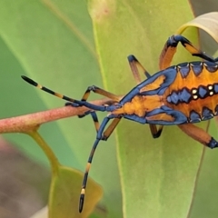 Amorbus sp. (genus) (Eucalyptus Tip bug) at Stromlo, ACT - 14 Jan 2022 by tpreston