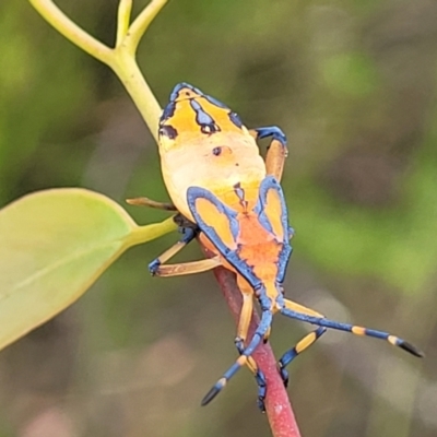 Amorbus sp. (genus) (Eucalyptus Tip bug) at Stromlo, ACT - 14 Jan 2022 by tpreston