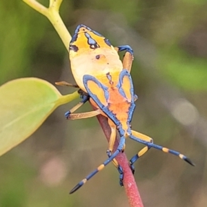 Amorbus sp. (genus) at Stromlo, ACT - 14 Jan 2022