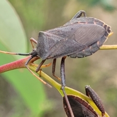 Amorbus sp. (genus) (Eucalyptus Tip bug) at Stromlo, ACT - 14 Jan 2022 by tpreston