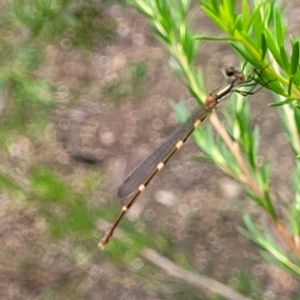 Austrolestes leda at Stromlo, ACT - 14 Jan 2022