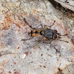 Prosena sp. (genus) (A bristle fly) at Stromlo, ACT - 14 Jan 2022 by trevorpreston