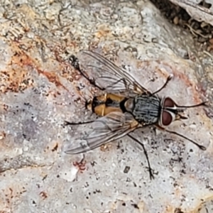 Prosena sp. (genus) at Stromlo, ACT - 14 Jan 2022 11:17 AM