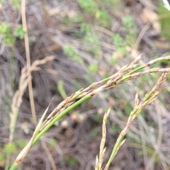 Lepidosperma laterale at Stromlo, ACT - 14 Jan 2022