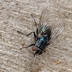 Calliphora vicina (European bluebottle) at Stromlo, ACT - 14 Jan 2022 by trevorpreston