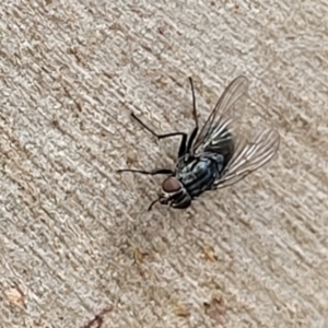 Calliphora vicina at Stromlo, ACT - 14 Jan 2022